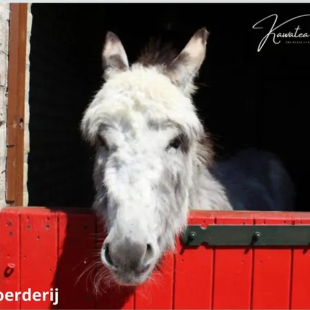 Lakeview 'rotorua' 4-6 Pers By Kawatea * Ewijk